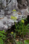 Nuttall's prairie parsley